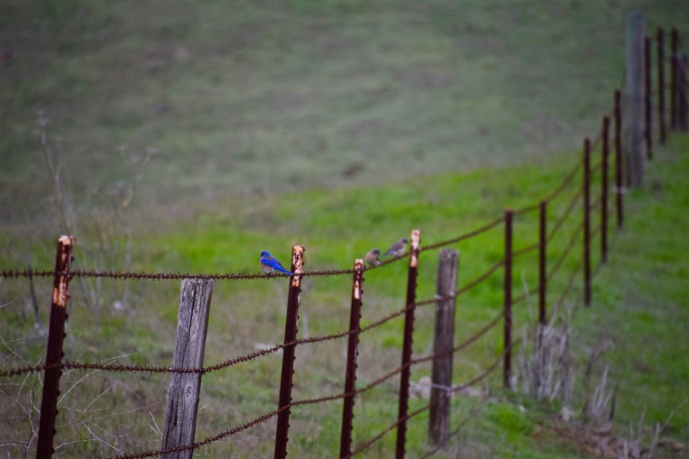 Bluebird barbed wire