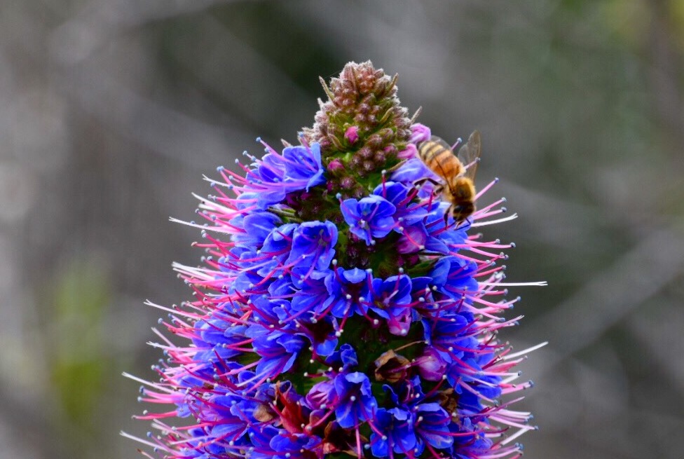 bee on purple flower in california