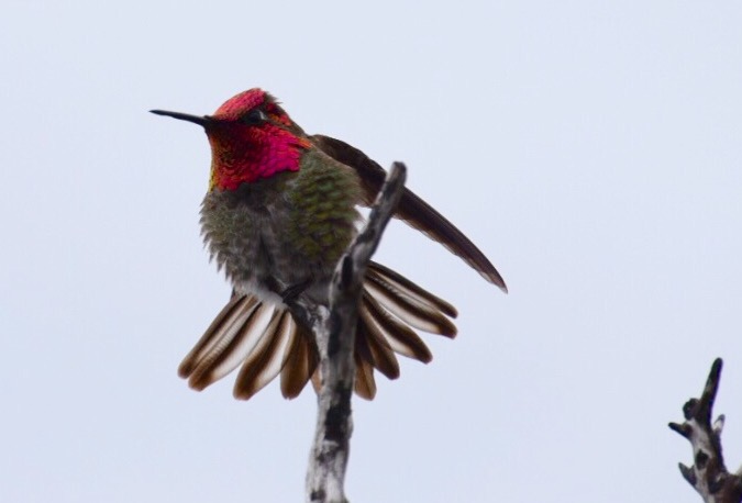 Hummingbird in California