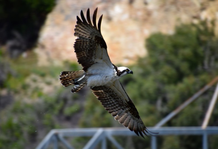 Osprey wingspan
