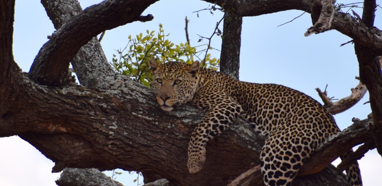 Leopard male tree